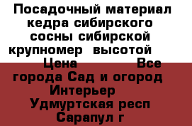 Посадочный материал кедра сибирского (сосны сибирской) крупномер, высотой 3-3.5  › Цена ­ 19 800 - Все города Сад и огород » Интерьер   . Удмуртская респ.,Сарапул г.